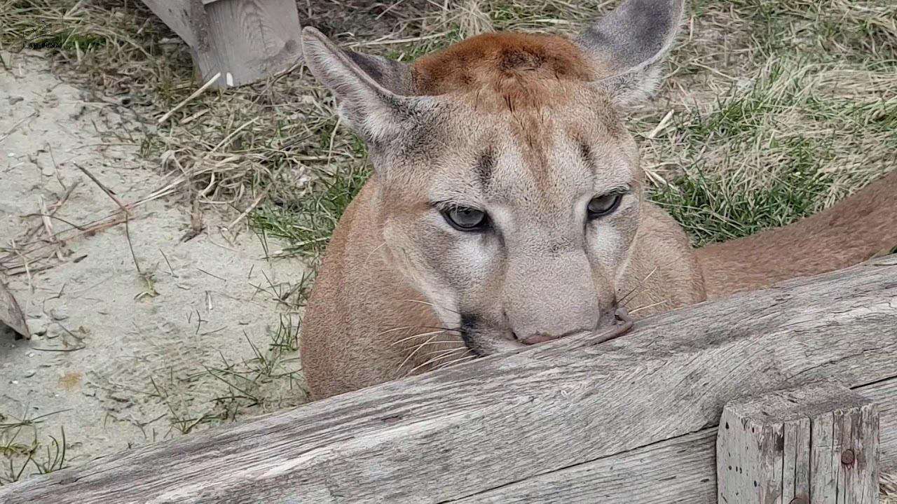 Пума Месси на свободе!