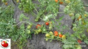 Моя рассада томатов никогда не вытягиваетс