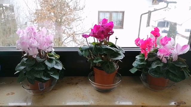 ЦИКЛАМЕН-ЦАРСКИЙ ЦВЕТОК#растения #цветы #влог #мотивация #германия #комнатныерастения # смотреть онлайн