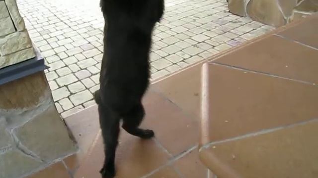 цепкий котенок смотреть онлайн