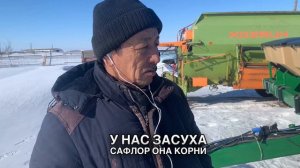 САФЛОР или ПШЕНИЦА ? В чем преимущества Сафлора?