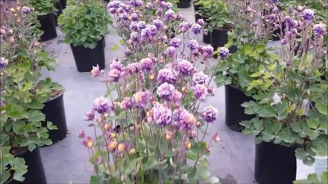 Best Perennials - Aquilegia Winky Double Blue & White (Columbine) смотреть онлайн