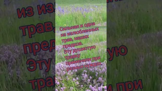 Счастье в дом??? Магия Трав. Чабрец. смотреть онлайн