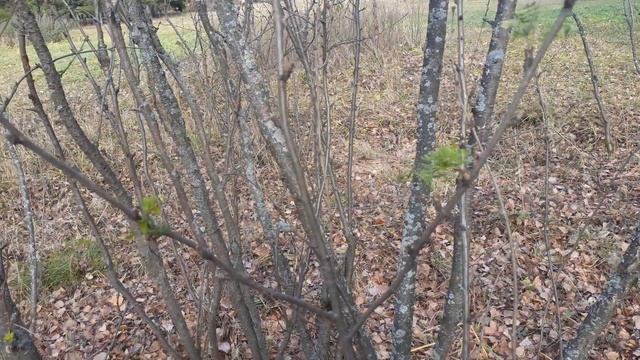 Карагана Буа в октябре. Небольшой обзор. смотреть онлайн