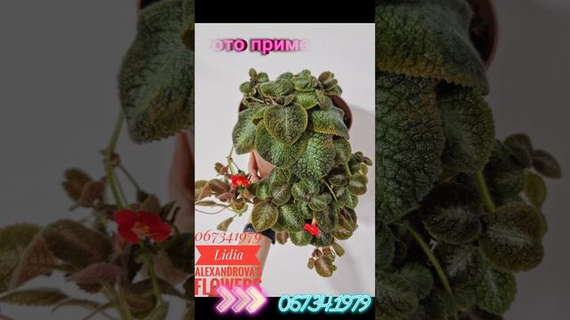 Мои сортовые эписции (детки в наличии) смотреть онлайн