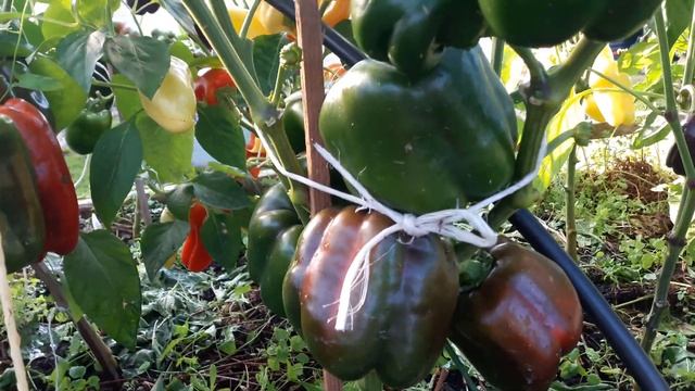 Лучшие гибриды перца для открытого грунта. смотреть онлайн