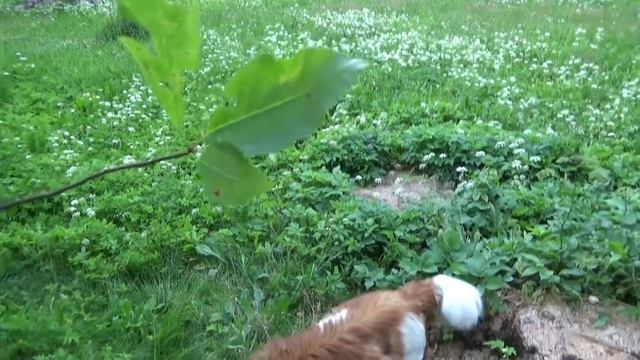 Знакомлюсь с соседской собакой - московской сторожевой смотреть онлайн