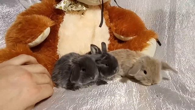 Декоративные вислоухие кролики Пенза смотреть онлайн