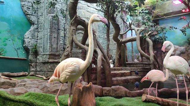 ЭкЗоопарк в ТЦ Рио(5) смотреть онлайн