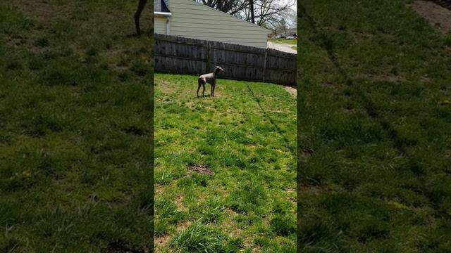 Meet Zeke my Blue Doberman смотреть онлайн