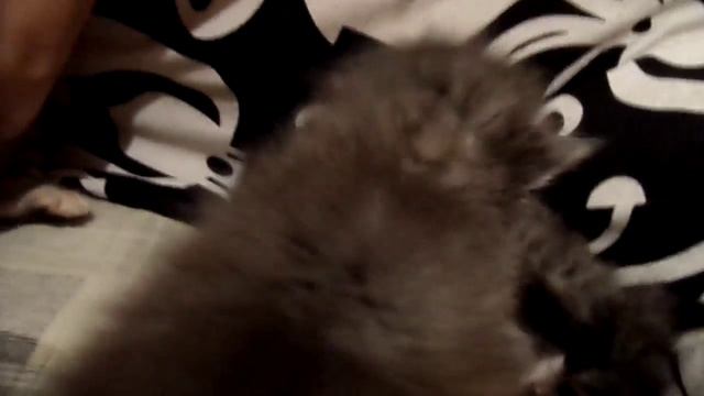 Как кормить мелких котят без кошки