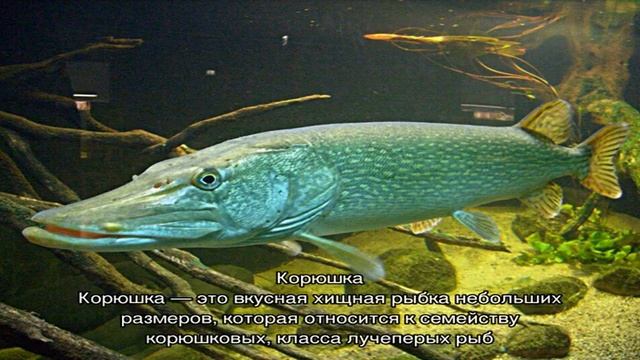 Рыба смотреть онлайн