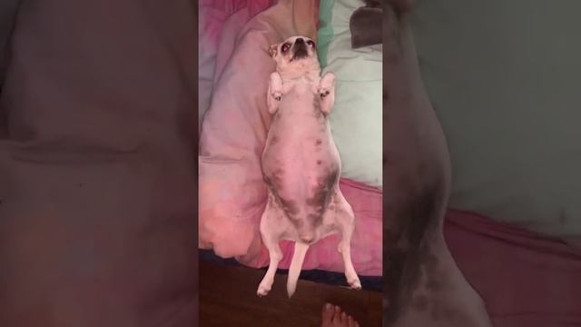 Ититьская богомышь. смотреть онлайн