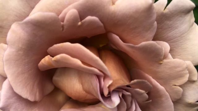 Kokoloko Rose .. interesting and unique cappuccino color! смотреть онлайн