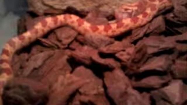 PANTHEROPHIS GUTTATUS ALBINO (ex Elaphe Guttata) Baby - Mangia Piccolo Pinkie Di Topo