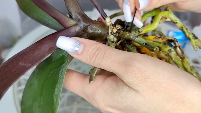 НЕ ПЕРЕСАЖИВАЙТЕ ОРХИДЕЮ, пока НЕ ПОСМОТРИТЕ Это ВИДЕО ❗ смотреть онлайн