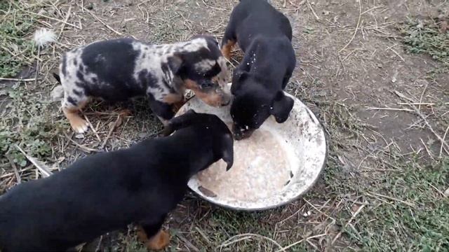 ЧТО ЭТО щенки жрут? ЧТО СОБАЧАТА КУШАЮТ? натуральная еда для собак / еда для щенков смотреть онлайн