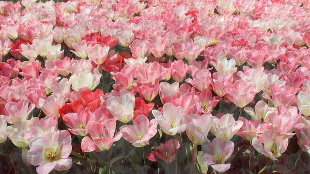 Київ. Виставка тюльпанів на "Співочому Полі"/ Kyiv.Exhibition of tulips at the Singing Field смотреть онлайн