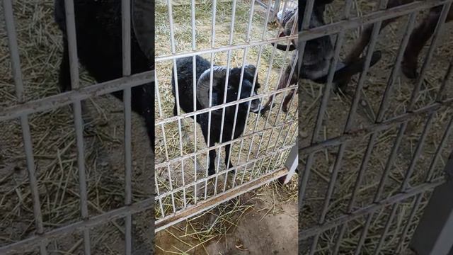 Губошлепные барашки смотреть онлайн