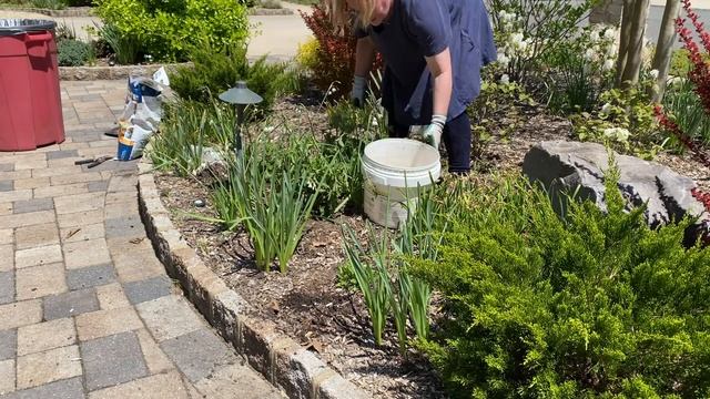 Totally Tangerine Geum: Dividing and Transplanting смотреть онлайн