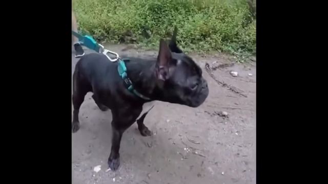 Смешные испуги людей и животных Посмейся, только не лопни видио не майо