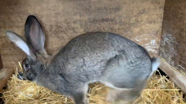 Мои Кролики .Уличное содержание кроликов породы Ризен ,Фландер. смотреть онлайн