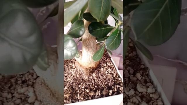 #адениумы #розапустыни #цветение адениума#adenium #цветение прививки адениума#комнатныерастения # смотреть онлайн