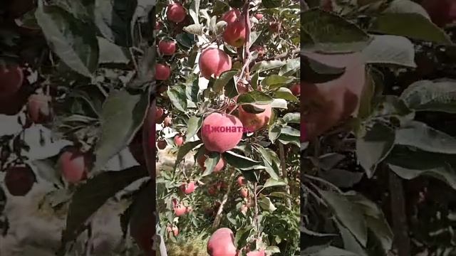 Сорт "Джонатан" кооператива "Тосор Органик" смотреть онлайн