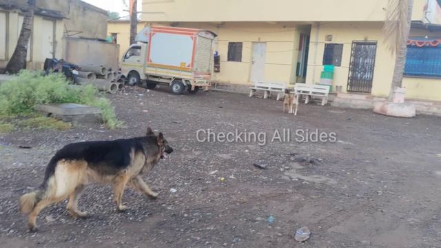 Desi Dogs Vs German Shepherd Fight | Dog Fight Close Encounter #4 смотреть онлайн