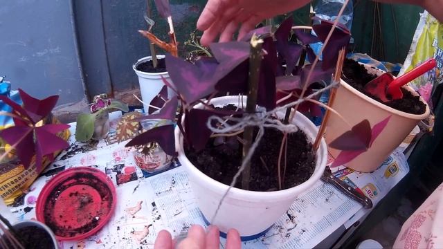 Подвязываем кислицу к вставленным палочкам в вазоне, чтоб не распадалась смотреть онлайн