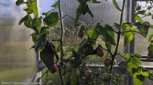 Томат Псамафа. Очень вкусный и красивый помидор #томат #помидор #сорт