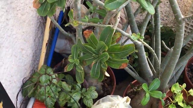 💥Como cuidar ADENIUM en Invierno, Vainas en Rosa del desierto,🐛 Plagas de Orugas смотреть онлайн