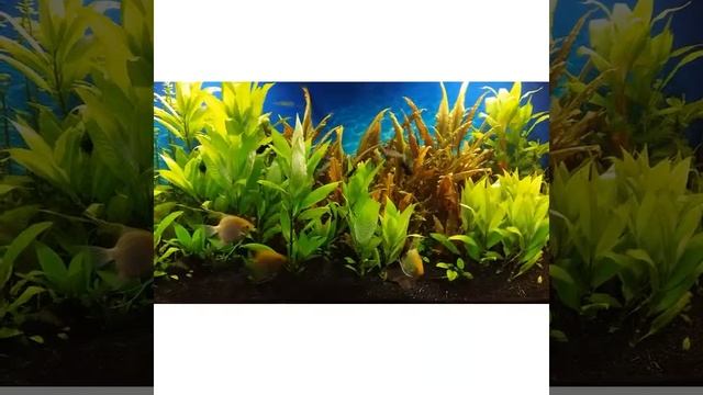 Заросли лимонника в аквариуме смотреть онлайн