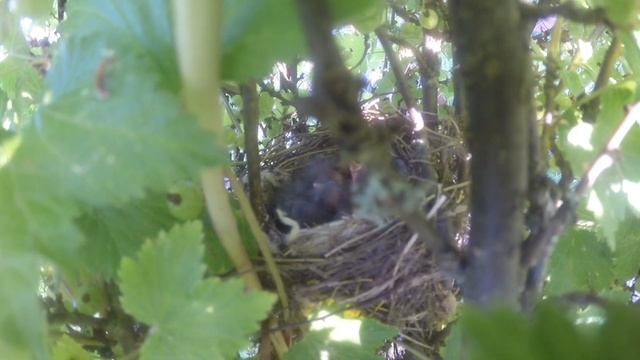 Птенчики коноплянки смотреть онлайн