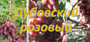 Дубовский розовый виноград