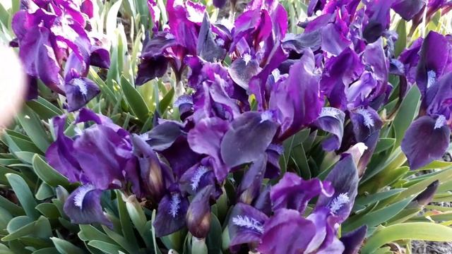 СИРЕНЕВЫЕ БОРДЮРНЫЕ,НИЗКОРОСЛЫЕ ИРИСЫ 2020 года смотреть онлайн