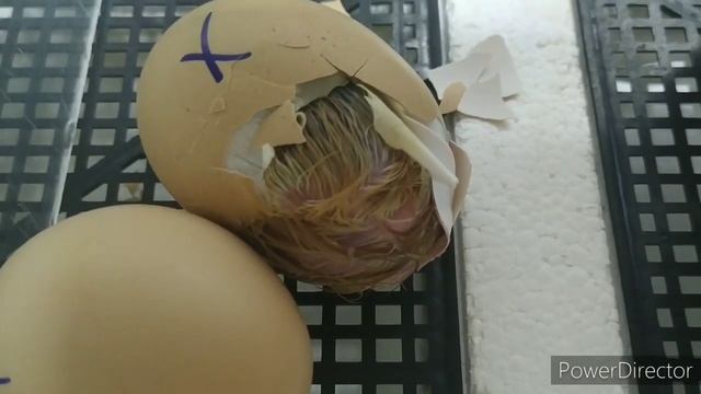 Эксперимент Маран - Мастер Грей❗От закладки до вывода❗Часть 1. смотреть онлайн