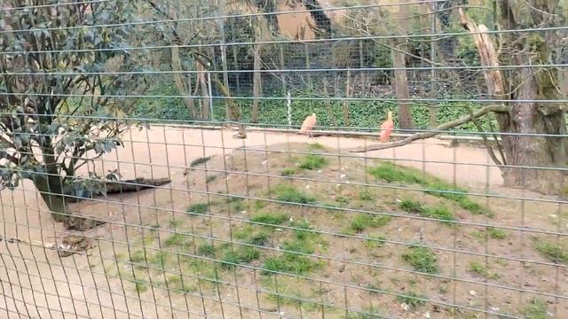 ВЛОГ в Зоопарке Аахен | Куда сходить с детьми в Германии | Что посмотреть в Аахене | Fun DI VLOG смотреть онлайн