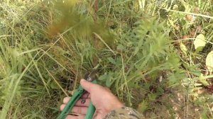 ЛУЧШИЙ ВЕНИК ДЛЯ БАНИ! Берёза, донник и полынь. ВАУ ЭФФЕКТ!!