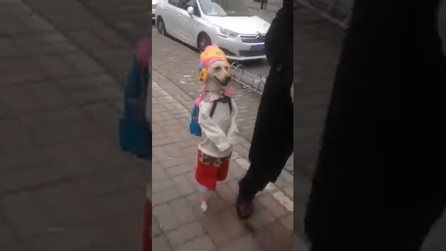 狗狗你要去哪里 смотреть онлайн
