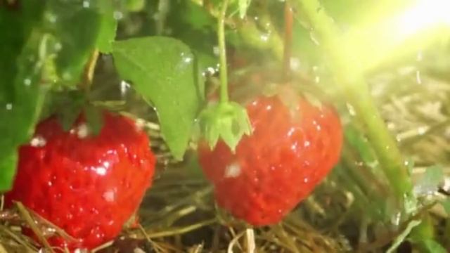 ДАЙТЕ КЛУБНИКЕ ЙОД И БУДЕТЕ СОБИРАТЬ УРОЖАЙ ВЕДРАМИ!! УХОД ЗА КЛУБНИКОЙ ВЕСНОЙ! #клубника #сад смотреть онлайн
