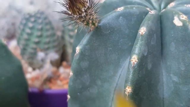 Echinocereus subinermis - cactus flower - kaktüs çiçeği - kaktus - cacti смотреть онлайн