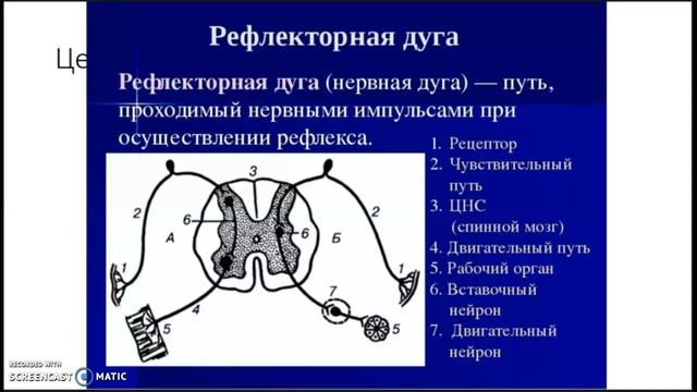 8 класс Условные и безусловные рефлексы смотреть онлайн
