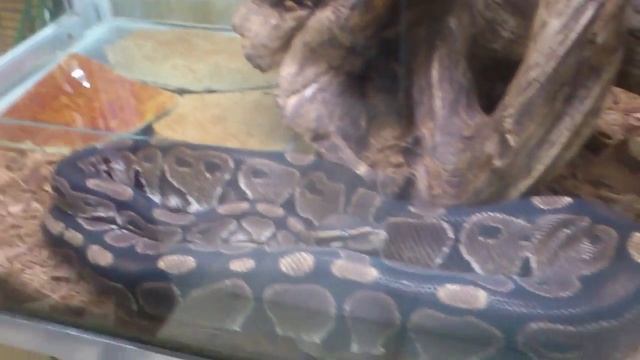 Королевский питон. смотреть онлайн