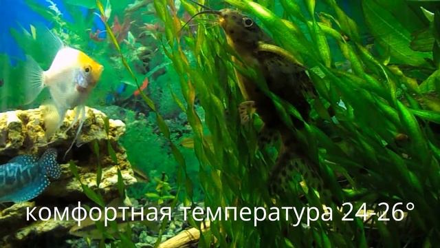 Сом перевертыш