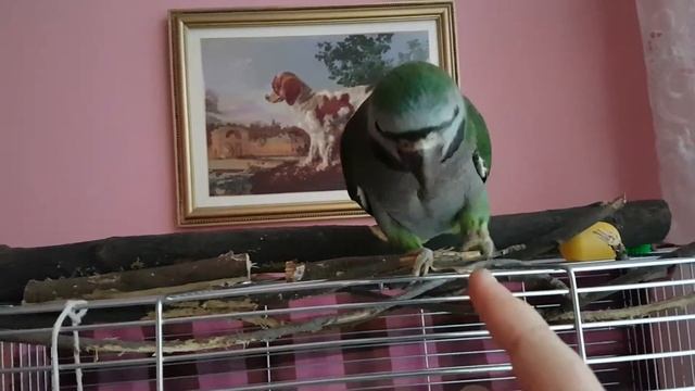Китайский кольчатый попугай, 4,5 месяца, учит трюки смотреть онлайн