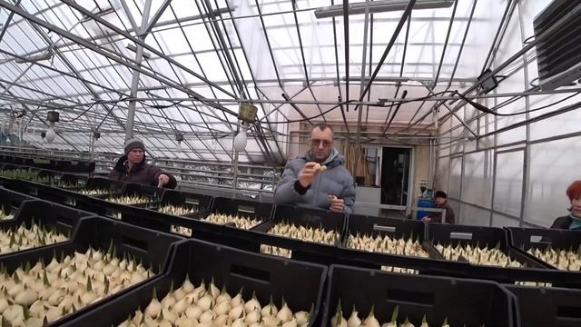 Тюльпаны на гидропонике. Объезд теплиц смотреть онлайн