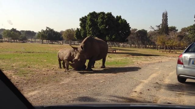 Сафари в Израиле индивидуальная экскурсия в Сафари Израиль смотреть онлайн
