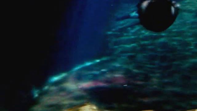 Воронежский океанариум. Морские котики. смотреть онлайн