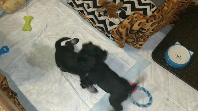 Малышам Цвергшнауцера 5 ть недель! смотреть онлайн